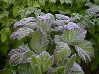 Frost on a Blackberry Plant