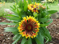 A Blanket Flower Plant Blooming in the Garden