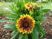 Blanket Flower