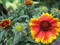 An Arizona Sun Blanket Flower, Gaillardia grandiflora