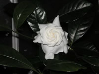 Gardenia