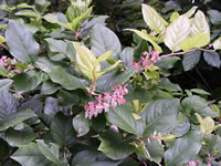 A Salal Plant Flowering in the Garden, Gaultheria shallon A Salal Plant Flowering in the Garden, Gaultheria shallon