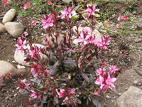 A Butterfly Gaura Plant Blooming in the Garden