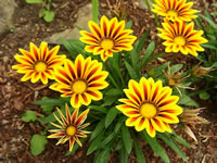 A Treasure Flower Plant Blooming in the Garden