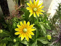 The Flowers of a Treasure Flower, Gazania splendens