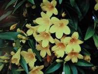 The Flowers of Carolina Jasmine Vine