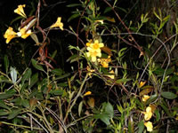 A Carolina Jasmine Vine in Bloom, Gelsemium sempervirens