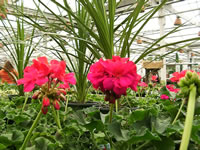 Brightly Colored Geraniums growing at a Nursery