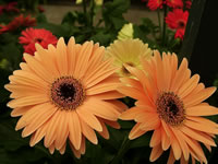 Transvaal Daisy Plants in Bloom, Gerbera jamesonii