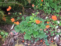 A Geum 'Mrs. Bradford' Blooming in the Garden