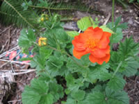 The Flowers of Mrs. Bradford's Geum, Geum chiloense