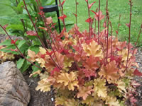 A photograph of Heuchera sanguinea plants