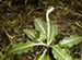 A Rattlesnake Orchid in Bloom, Goodyera pubescens