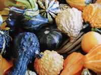 Photograph of Decorative Gourds