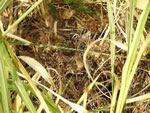 An old clump of Pampas Grass with a rotted root crown