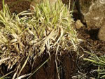 Removing a large Pampas Grass clump from the ground