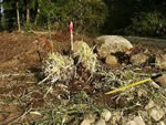 Making the first dividing cut to a Pampas Grass plant