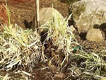 Multiple divisions from a Pampas Grass plant