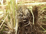 Debris and dead material removed from the grass clump during the dividing process