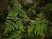 Lacy Fronds of an Oak Fern, Gymnocarpium dryopteris