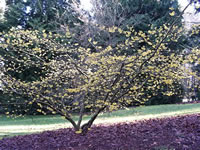 A Witch Hazel Plant Blooming at the J.A. Witt Winter Gardens in the Washington Park Arboretum
