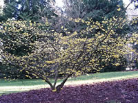 Witch Hazel