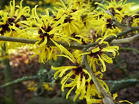 Flowers of a Witch Hazel, Hamamelis mollis