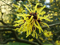 The Bright Yellow Flower of a Chinese Witch Hazel Plant, Hamamelis mollis