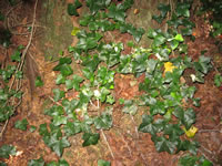 Ivy Plants Growing up on a Stump, Hedera helix