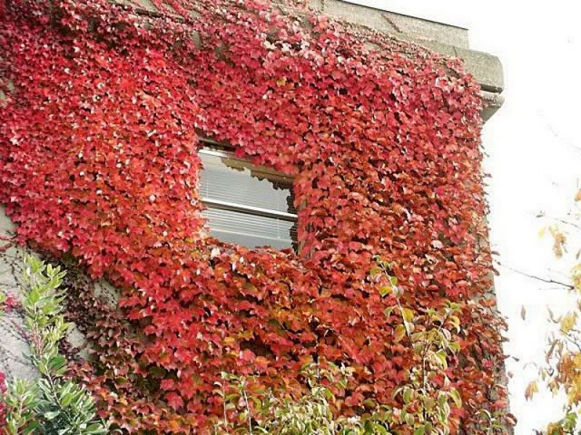 Ivy Growing up a Wall