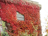 The Winter Foliage of an English Ivy Plant Growing up a Wall, Hedera helix