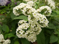 A White Flowering Heliotrope in Bloom, Heliotropium arborescens