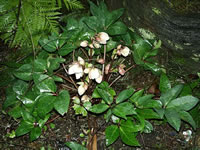 Christmas Rose