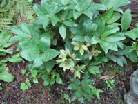 A Christmas Rose Blooming in the Winter, Helleborus niger