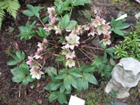 The Flowers of a Christmas Rose, Helleborus niger