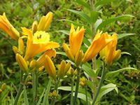 A Daylily Flower