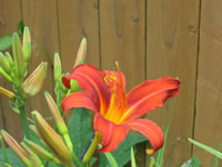 Hemerocallis 'Autumn Red'