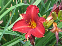 Hemerocallis 'Frankly Scarlet'