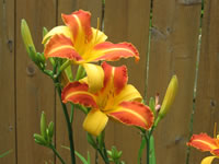 Hemerocallis 'Frans Hal'