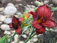 Hemerocallis 'Little Grapette'