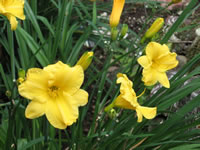 Hemerocallis 'Mini Stella'