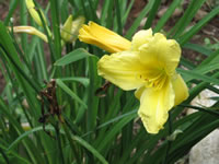 Hemerocallis 'Miss Mary Mary'