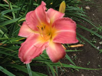 Hemerocallis 'Persian Market'