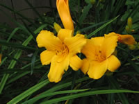 Hemerocallis 'Stella d'Oro'