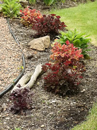 A Collection of Coral Bells Plants in the Garden, Heuchera sanguinea