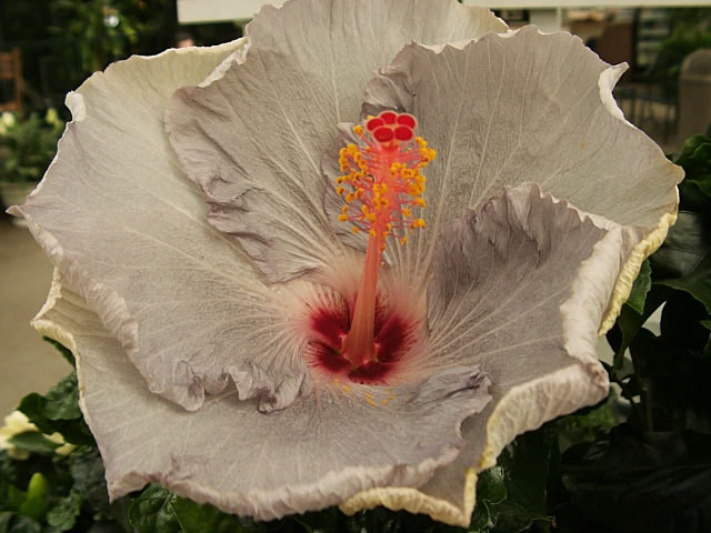 Rose Mallow How To Grow And Care For Hardy Hibiscus Plants Garden A Large White Hardy Hibiscus Flower