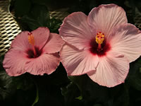 A Pink Flowering Rose Mallow in Bloom, Hibiscus moscheutos