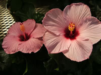 Hibiscus moscheutos