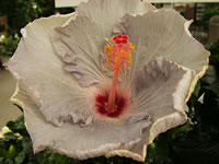 A Large White Hardy Hibiscus Flower