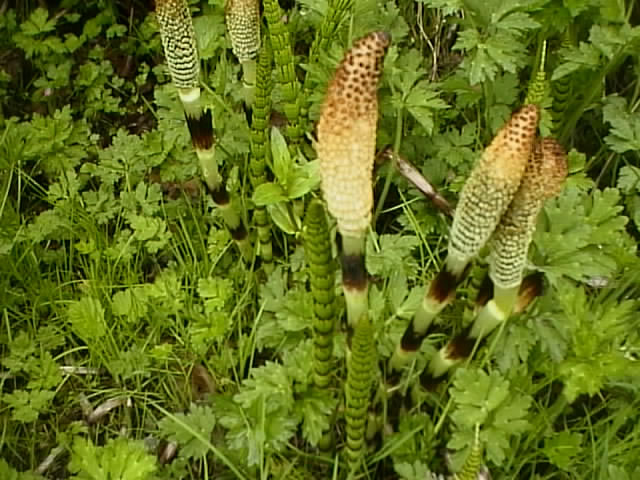 Image of A mares tail weed plant in a terrarium